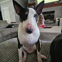 Lost Pet Image