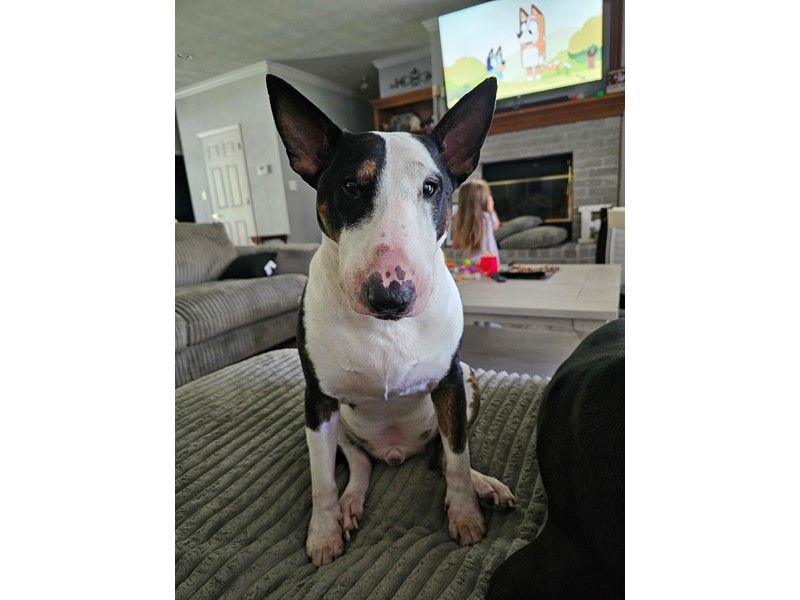 Pet Photo