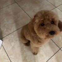 Lost Pet Image