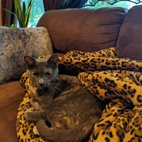 Lost Pet Image