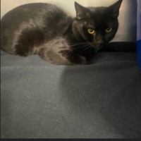 Lost Pet Image