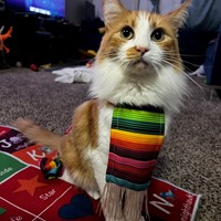 Lost Pet Image