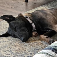 Lost Pet Image