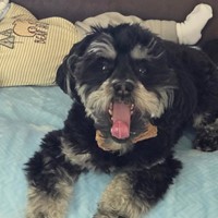 Lost Pet Image