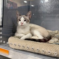 Lost Pet Image