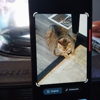 Lost Pet Image