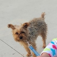 Lost Pet Image
