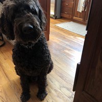 Lost Pet Image