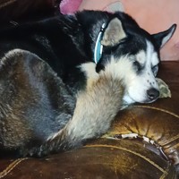 Lost Pet Image