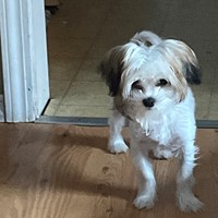 Lost Pet Image