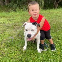 Lost Pet Image