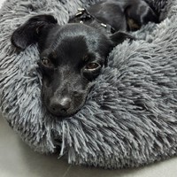Lost Pet Image