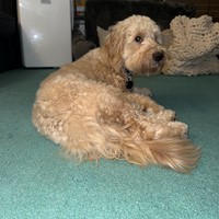 Lost Pet Image