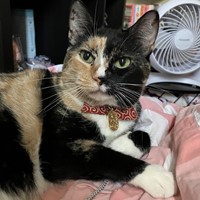 Lost Pet Image