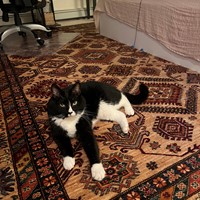 Lost Pet Image