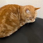Oliver, Tabby/Tabby, lost pet near Ferndale, WA