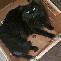 Lost Pet Image