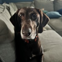 Lost Pet Image