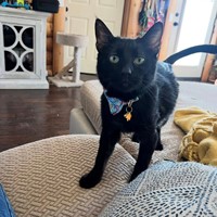 Lost Pet Image