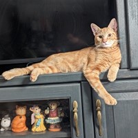 Lost Pet Image