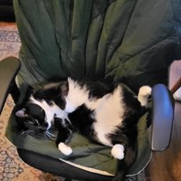 Lost Pet Image
