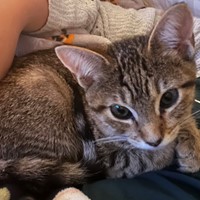 Lost Pet Image