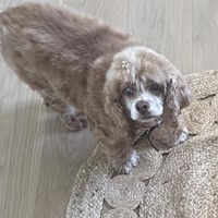 Lost Pet Image
