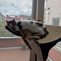 Lost Pet Image