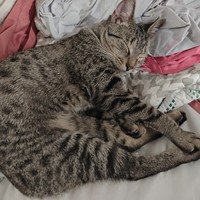 Lost Pet Image