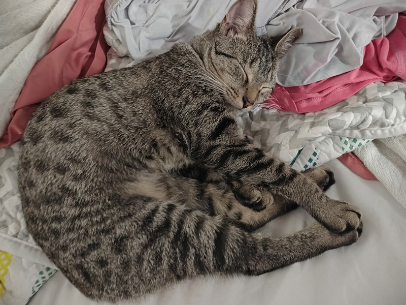 Pet Photo