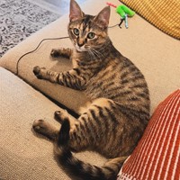Lost Pet Image