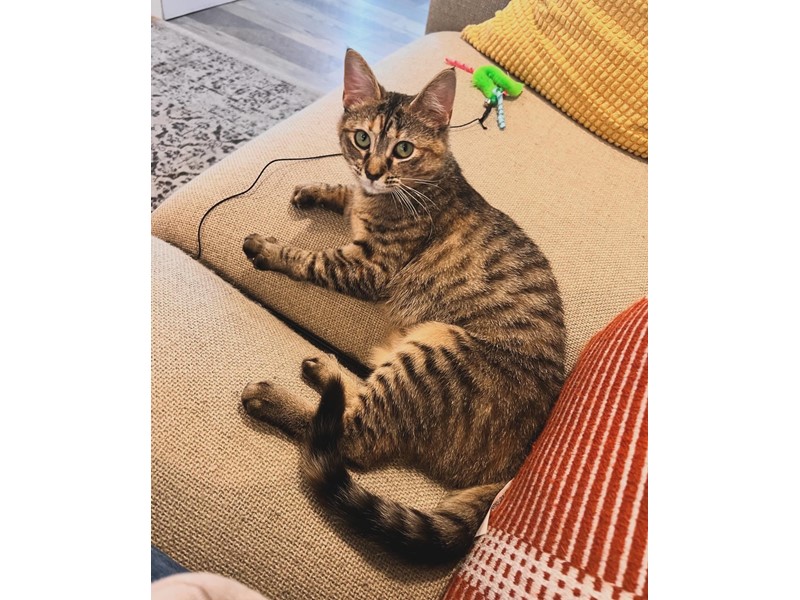 Pet Photo