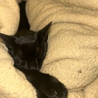 Lost Pet Image