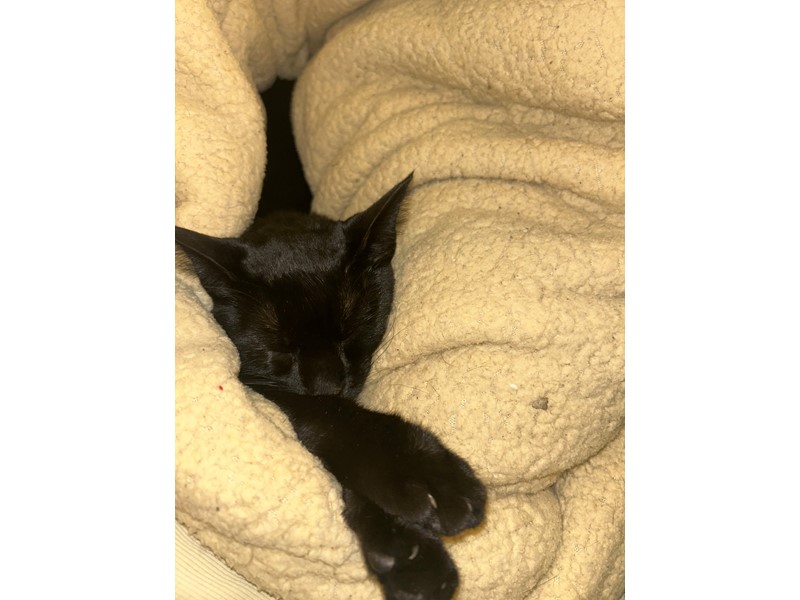 Pet Photo