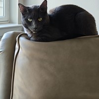 Lost Pet Image