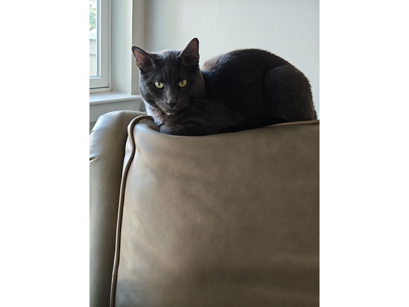 Pet Photo