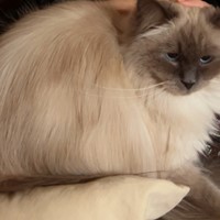 Lost Pet Image