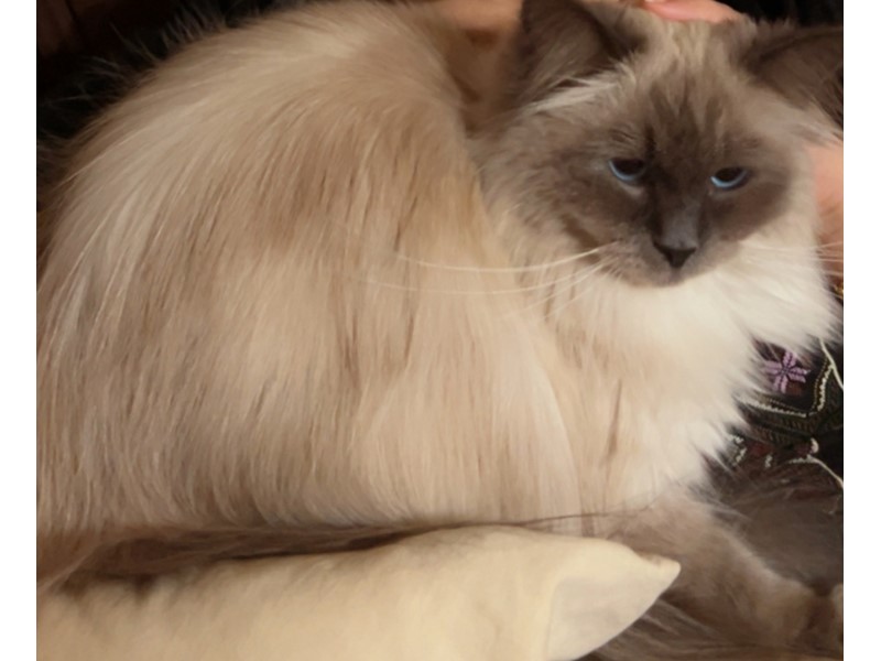Pet Photo