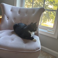 Lost Pet Image