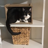 Lost Pet Image