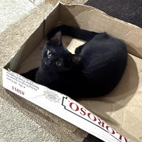 Lost Pet Image