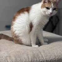 Lost Pet Image