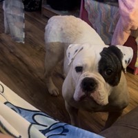 Lost Pet Image