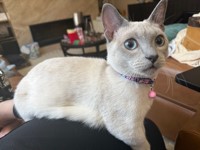 Pet Photo