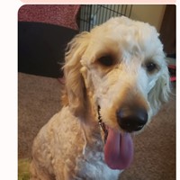 Lost Pet Image