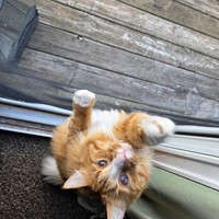 Lost Pet Image
