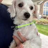 Lost Pet Image