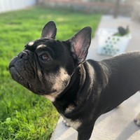 Lost Pet Image