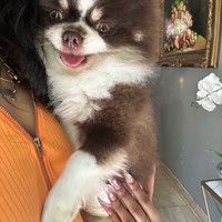 Lost Pet Image