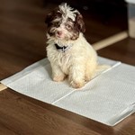 Gyzmoe Hamilton, Havanese, lost pet near North Miami, FL